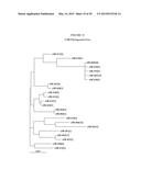 IMMUNOGENIC COMPOSITIONS OF STAPHYLOCOCCUS AUREUS ANTIGENS diagram and image