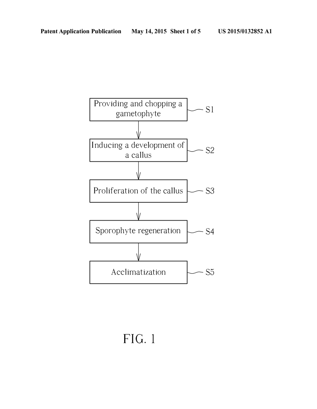 TISSUE CULTURING METHOD, CULTURING METHOD OF FERNS AND EXPLANT OBTAINED     THEREFROM - diagram, schematic, and image 02