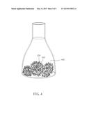 TISSUE CULTURING METHOD, CULTURING METHOD OF FERNS AND EXPLANT OBTAINED     THEREFROM diagram and image