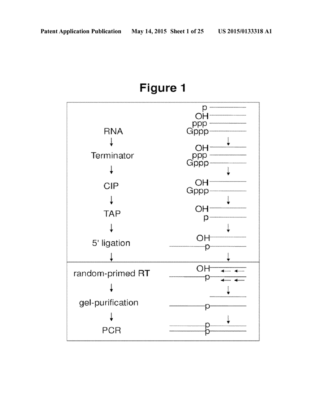 ENZYMATIC METHOD TO ENRICH FOR CAPPED RNA, KITS FOR PERFORMING SAME, AND     COMPOSITIONS DERIVED THEREFROM - diagram, schematic, and image 02