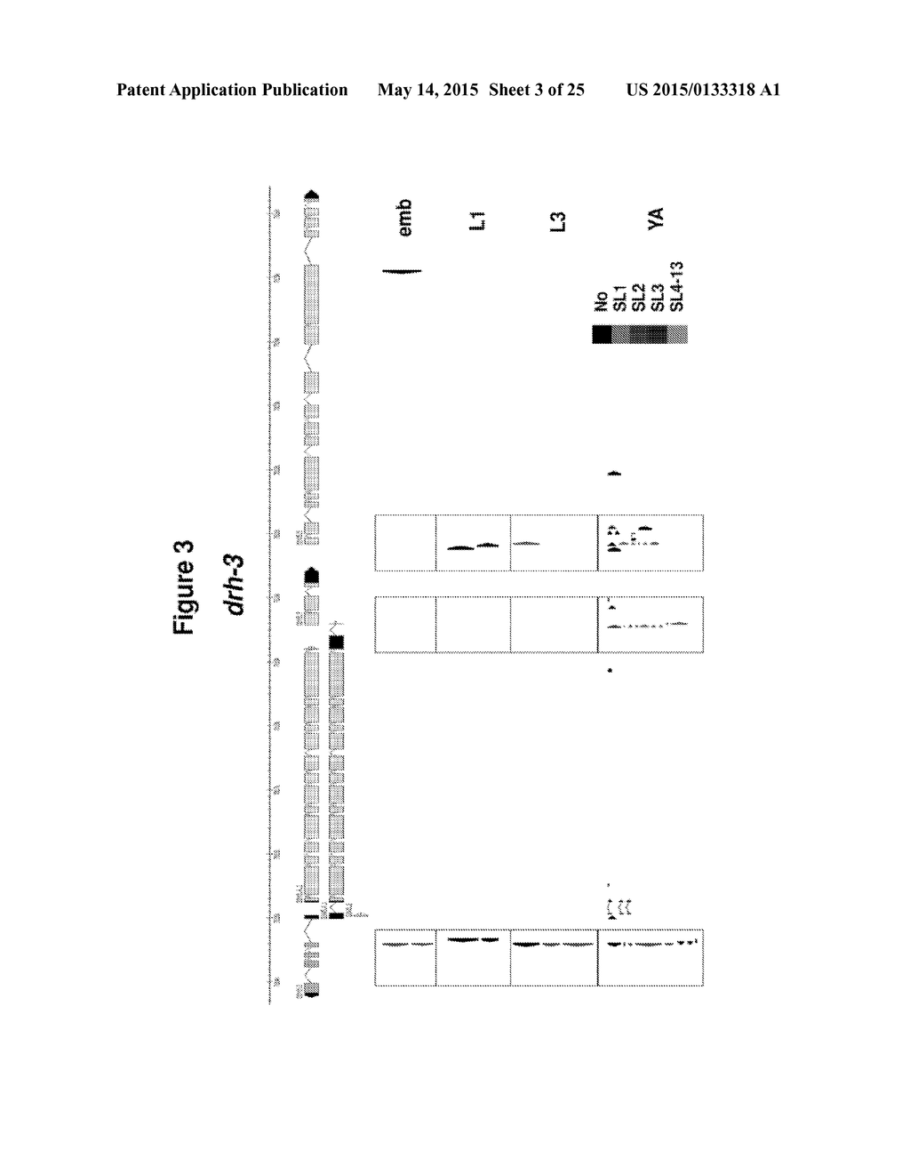 ENZYMATIC METHOD TO ENRICH FOR CAPPED RNA, KITS FOR PERFORMING SAME, AND     COMPOSITIONS DERIVED THEREFROM - diagram, schematic, and image 04