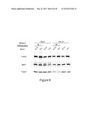 COMPOSITIONS FOR TREATING OR PREVENTING OBESITY AND INSULIN RESISTANCE     DISORDERS diagram and image