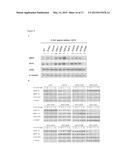 C-RAF MUTANTS THAT CONFER RESISTANCE TO RAF INHIBITORS diagram and image