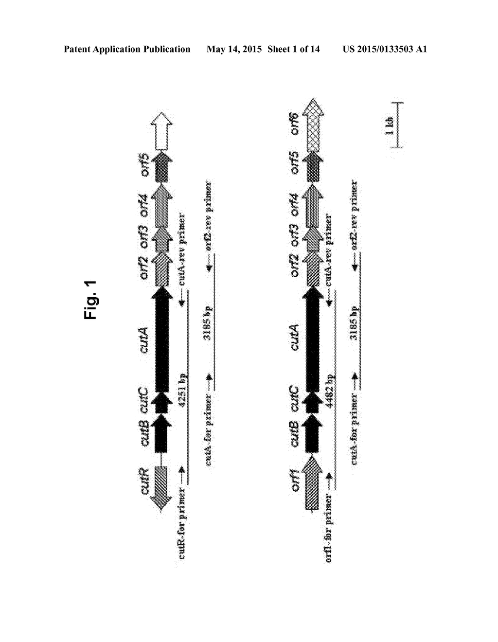 PHARMACEUTICAL COMPOSITION FOR PREVENTING OR TREATING TUBERCULOSIS - diagram, schematic, and image 02