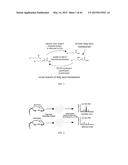 Lipids That Increase Insulin Sensitivity And Methods Of Using The Same diagram and image