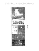 METHODS OF MODULATING THROMBOCYTOPENIA  AND MODIFIED TRANSGENIC PIGS diagram and image