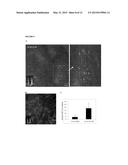 Dendrimer Conjugates for Coating Cells diagram and image