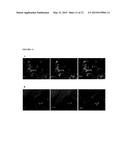 Dendrimer Conjugates for Coating Cells diagram and image