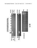 Reprogramming Blood Cells to Pluripotent and Multipotent Stem Cells diagram and image