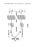 Reprogramming Blood Cells to Pluripotent and Multipotent Stem Cells diagram and image