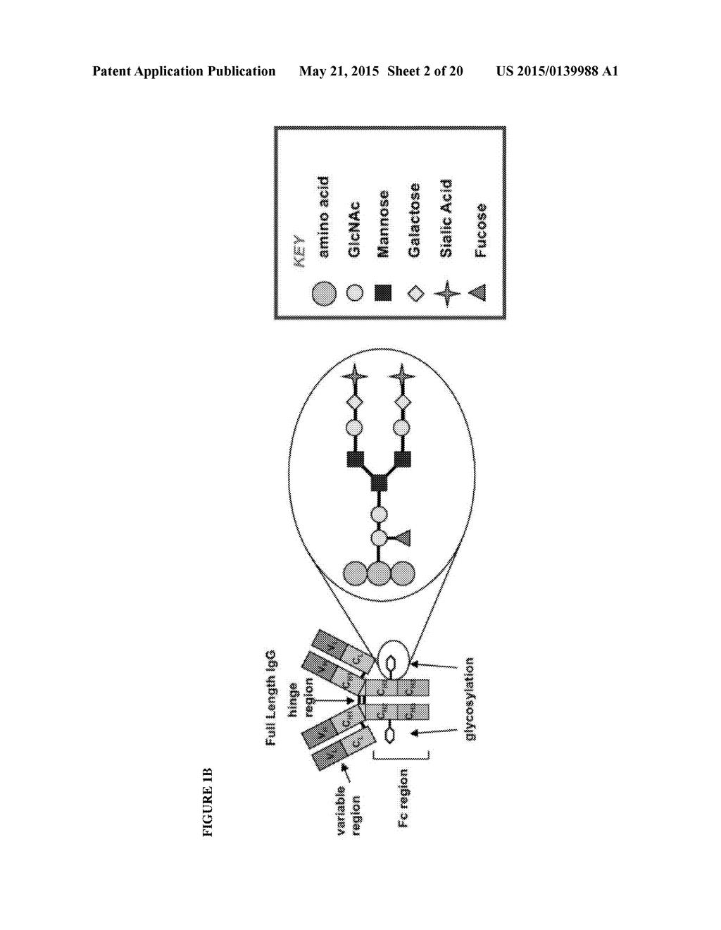 GLYCOENGINEERED BINDING PROTEIN COMPOSITIONS - diagram, schematic, and image 03