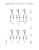 GLYCOENGINEERED BINDING PROTEIN COMPOSITIONS diagram and image