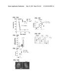 METHODS AND COMPOSITIONS FOR MODULATING TOSO ACTIVITY diagram and image