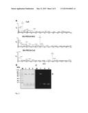 NOVEL PHOTOIMMUNOCONJUGATES FOR USE IN PHOTODYNAMIC THERAPY diagram and image