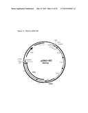 Antigens and Vaccines Directed Against Human Enteroviruses diagram and image