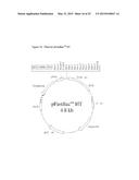 Antigens and Vaccines Directed Against Human Enteroviruses diagram and image