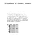 Antigens and Vaccines Directed Against Human Enteroviruses diagram and image