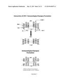 COMPOSITIONS AND METHODS FOR TREATMENT diagram and image