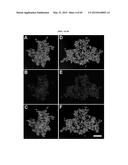 NANOCLUSTERS COMPOSITIONS AND METHODS diagram and image