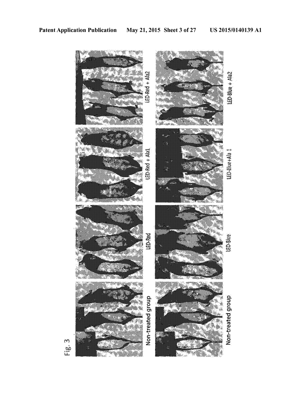 COMPOSITION FOR IMPROVING OR PROMOTING HAIR GROWTH CONTAINING, AS ACTIVE     INGREDIENTS, PHOTOSENSITIZER IRRADIATED WITH LIGHT AND PEPTIDE, AND     METHOD USING SAME - diagram, schematic, and image 04