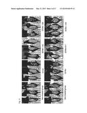 COMPOSITION FOR IMPROVING OR PROMOTING HAIR GROWTH CONTAINING, AS ACTIVE     INGREDIENTS, PHOTOSENSITIZER IRRADIATED WITH LIGHT AND PEPTIDE, AND     METHOD USING SAME diagram and image