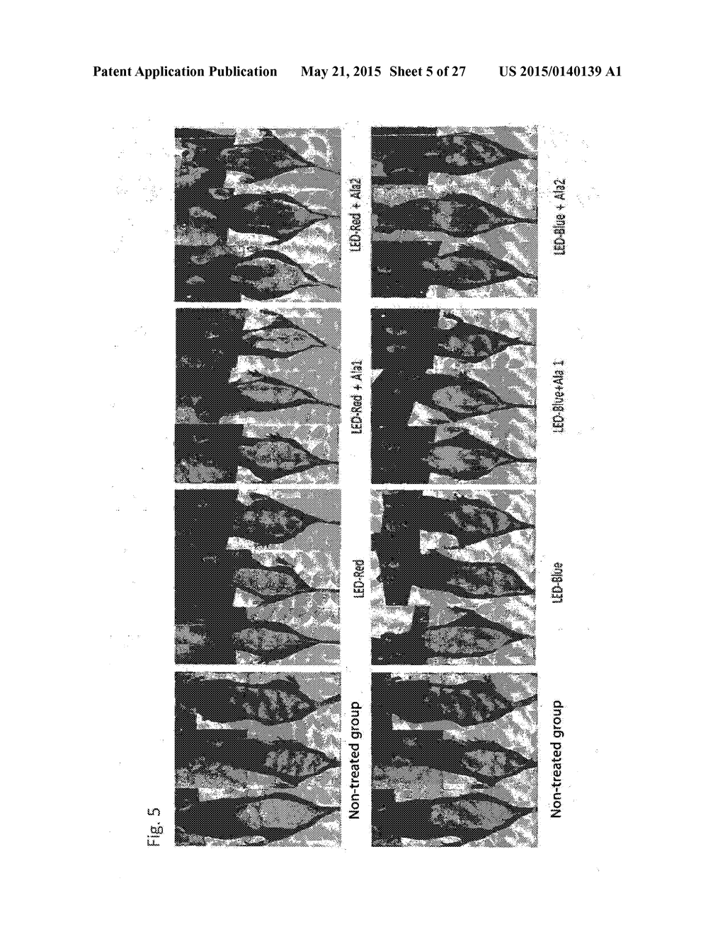 COMPOSITION FOR IMPROVING OR PROMOTING HAIR GROWTH CONTAINING, AS ACTIVE     INGREDIENTS, PHOTOSENSITIZER IRRADIATED WITH LIGHT AND PEPTIDE, AND     METHOD USING SAME - diagram, schematic, and image 06