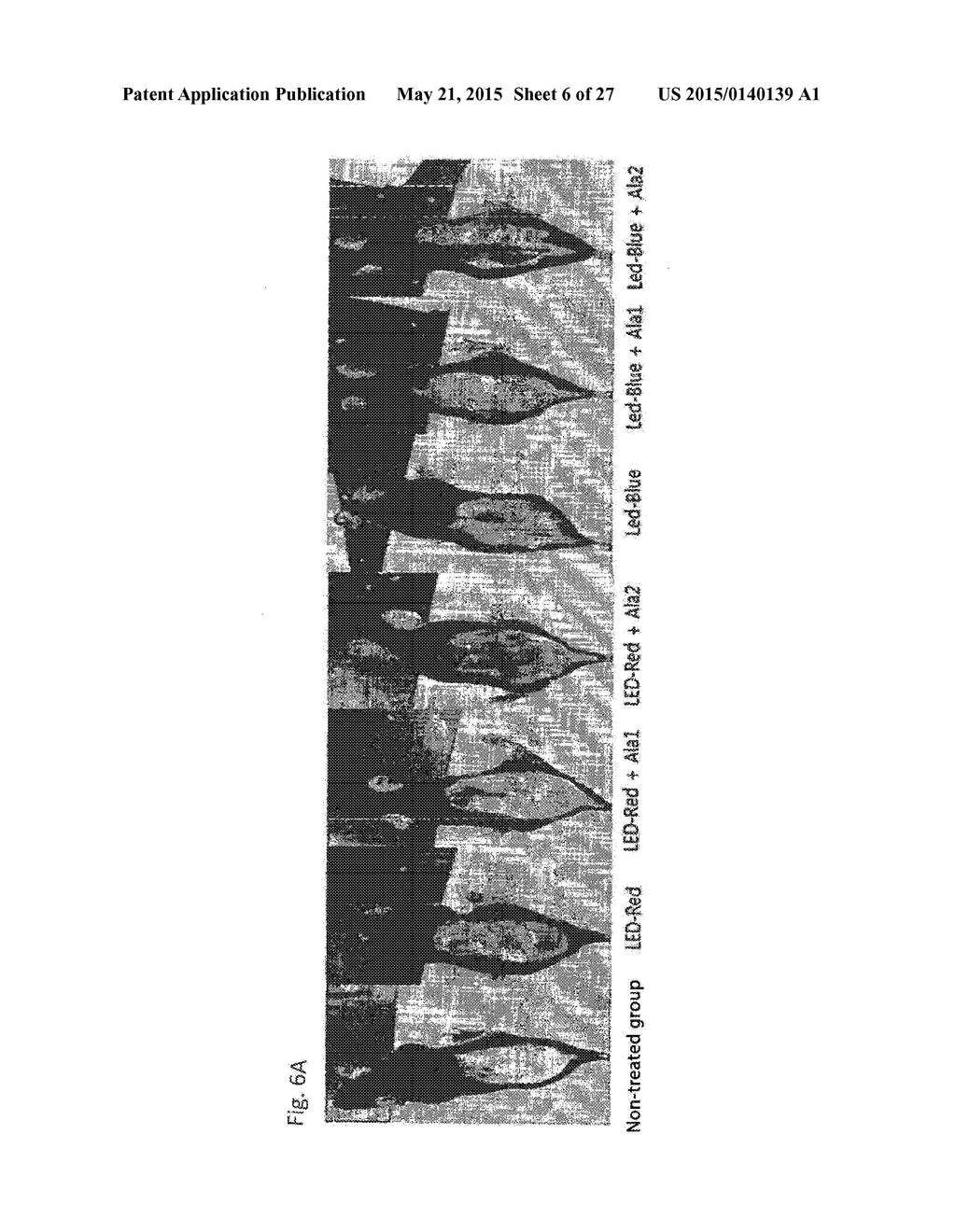 COMPOSITION FOR IMPROVING OR PROMOTING HAIR GROWTH CONTAINING, AS ACTIVE     INGREDIENTS, PHOTOSENSITIZER IRRADIATED WITH LIGHT AND PEPTIDE, AND     METHOD USING SAME - diagram, schematic, and image 07