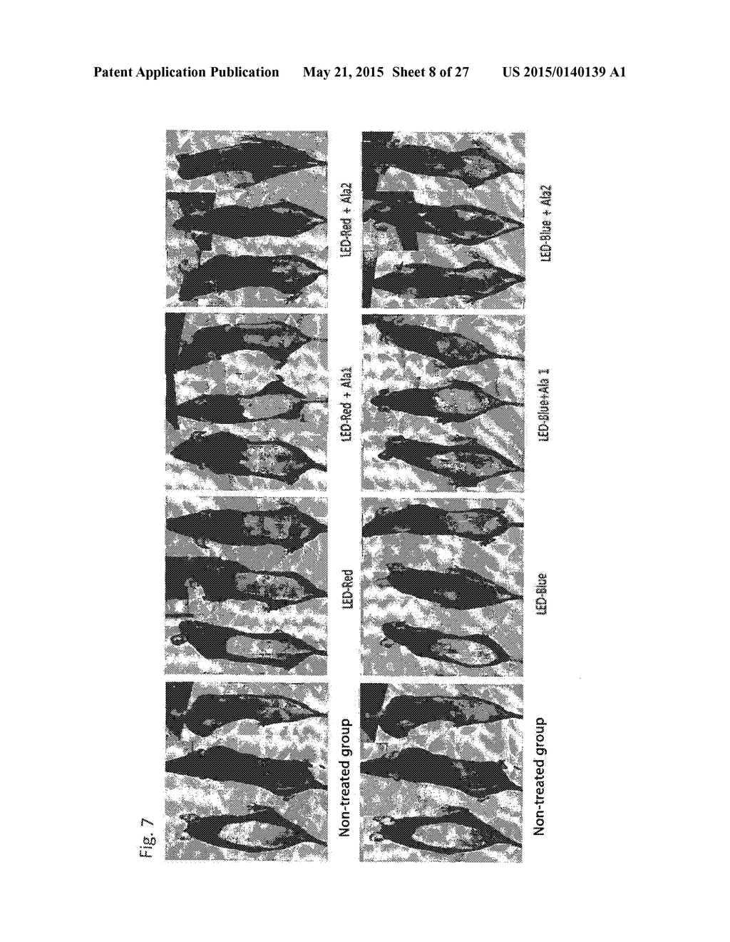 COMPOSITION FOR IMPROVING OR PROMOTING HAIR GROWTH CONTAINING, AS ACTIVE     INGREDIENTS, PHOTOSENSITIZER IRRADIATED WITH LIGHT AND PEPTIDE, AND     METHOD USING SAME - diagram, schematic, and image 09