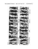 COMPOSITION FOR IMPROVING OR PROMOTING HAIR GROWTH CONTAINING, AS ACTIVE     INGREDIENTS, PHOTOSENSITIZER IRRADIATED WITH LIGHT AND PEPTIDE, AND     METHOD USING SAME diagram and image