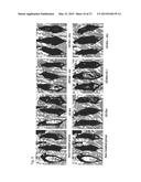 COMPOSITION FOR IMPROVING OR PROMOTING HAIR GROWTH CONTAINING, AS ACTIVE     INGREDIENTS, PHOTOSENSITIZER IRRADIATED WITH LIGHT AND PEPTIDE, AND     METHOD USING SAME diagram and image