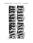 COMPOSITION FOR IMPROVING OR PROMOTING HAIR GROWTH CONTAINING, AS ACTIVE     INGREDIENTS, PHOTOSENSITIZER IRRADIATED WITH LIGHT AND PEPTIDE, AND     METHOD USING SAME diagram and image