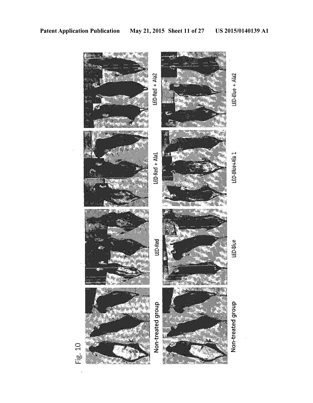 COMPOSITION FOR IMPROVING OR PROMOTING HAIR GROWTH CONTAINING, AS ACTIVE     INGREDIENTS, PHOTOSENSITIZER IRRADIATED WITH LIGHT AND PEPTIDE, AND     METHOD USING SAME - diagram, schematic, and image 12