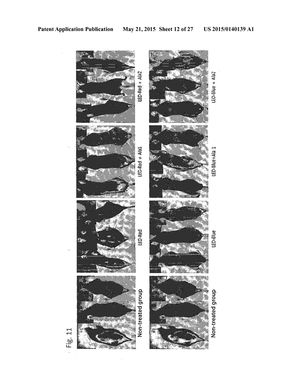 COMPOSITION FOR IMPROVING OR PROMOTING HAIR GROWTH CONTAINING, AS ACTIVE     INGREDIENTS, PHOTOSENSITIZER IRRADIATED WITH LIGHT AND PEPTIDE, AND     METHOD USING SAME - diagram, schematic, and image 13
