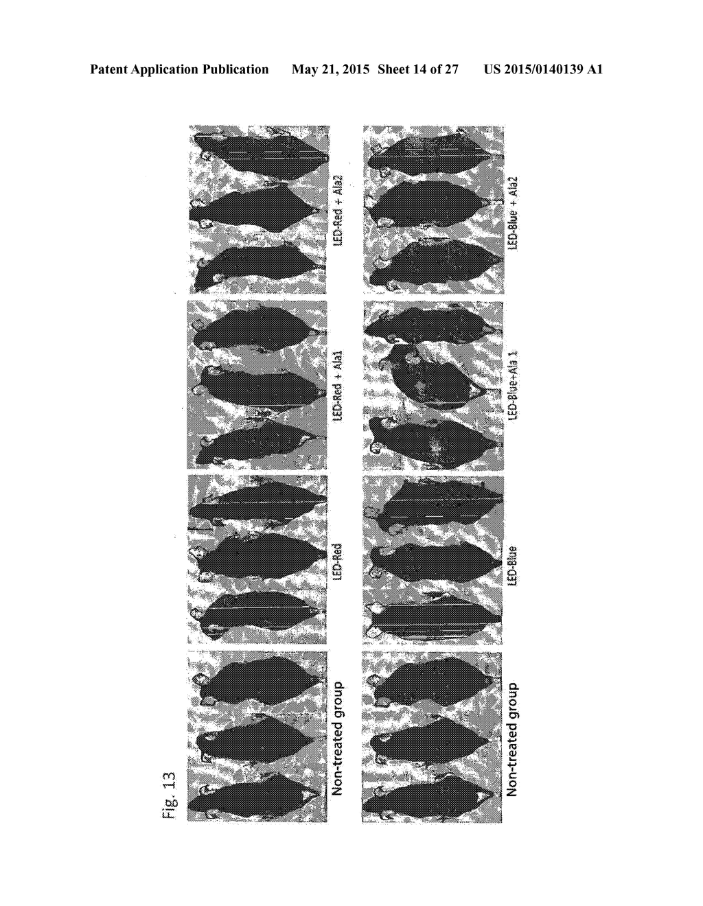 COMPOSITION FOR IMPROVING OR PROMOTING HAIR GROWTH CONTAINING, AS ACTIVE     INGREDIENTS, PHOTOSENSITIZER IRRADIATED WITH LIGHT AND PEPTIDE, AND     METHOD USING SAME - diagram, schematic, and image 15