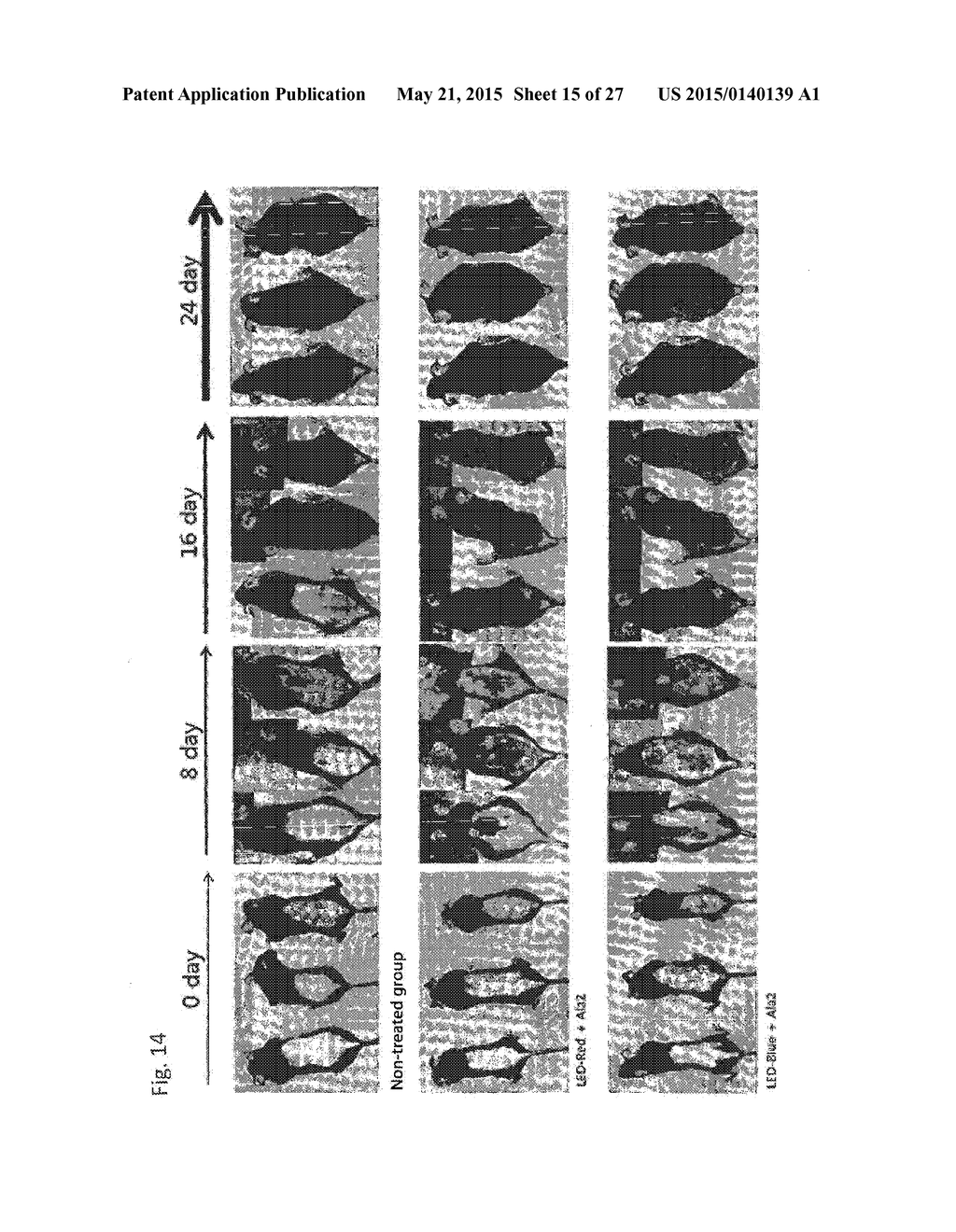 COMPOSITION FOR IMPROVING OR PROMOTING HAIR GROWTH CONTAINING, AS ACTIVE     INGREDIENTS, PHOTOSENSITIZER IRRADIATED WITH LIGHT AND PEPTIDE, AND     METHOD USING SAME - diagram, schematic, and image 16