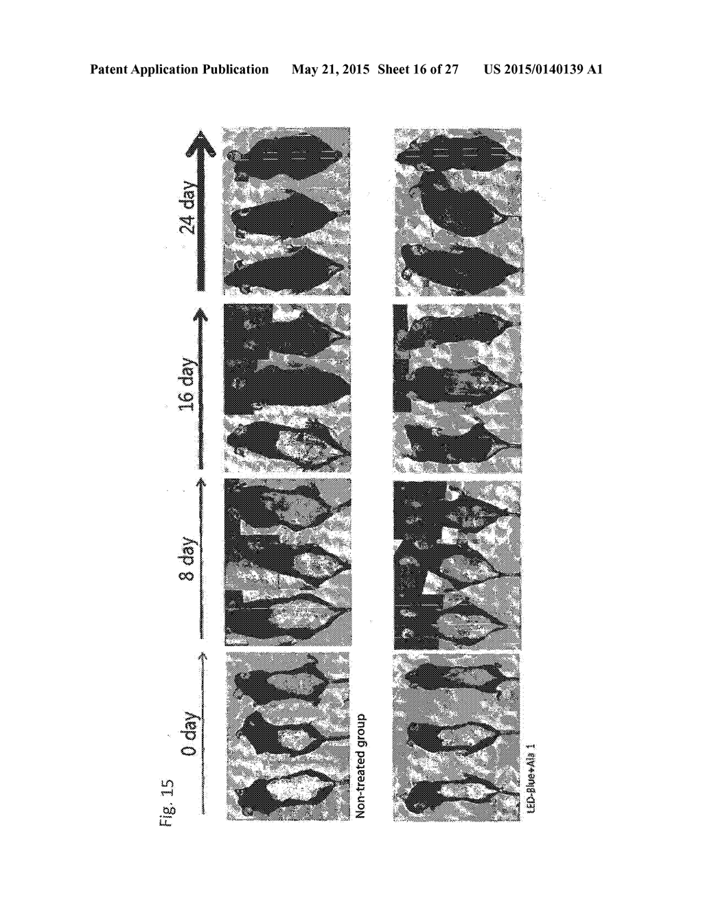 COMPOSITION FOR IMPROVING OR PROMOTING HAIR GROWTH CONTAINING, AS ACTIVE     INGREDIENTS, PHOTOSENSITIZER IRRADIATED WITH LIGHT AND PEPTIDE, AND     METHOD USING SAME - diagram, schematic, and image 17