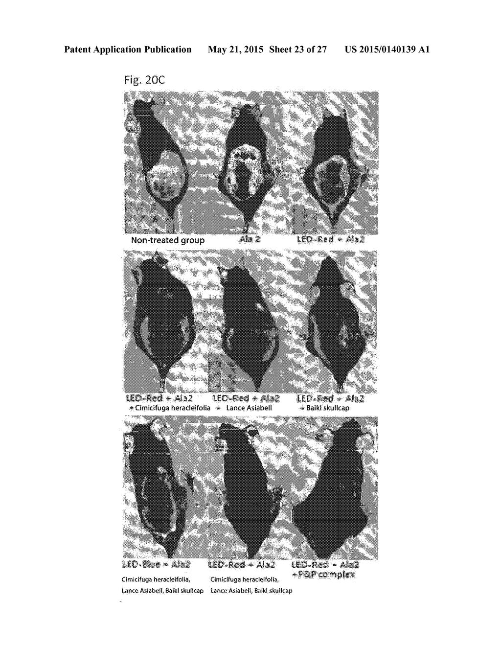 COMPOSITION FOR IMPROVING OR PROMOTING HAIR GROWTH CONTAINING, AS ACTIVE     INGREDIENTS, PHOTOSENSITIZER IRRADIATED WITH LIGHT AND PEPTIDE, AND     METHOD USING SAME - diagram, schematic, and image 24