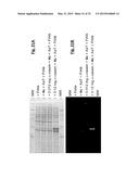 ONE STEP N-TERMINAL TAGGING OF PROTEINS diagram and image