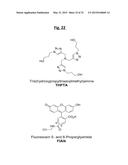 ONE STEP N-TERMINAL TAGGING OF PROTEINS diagram and image