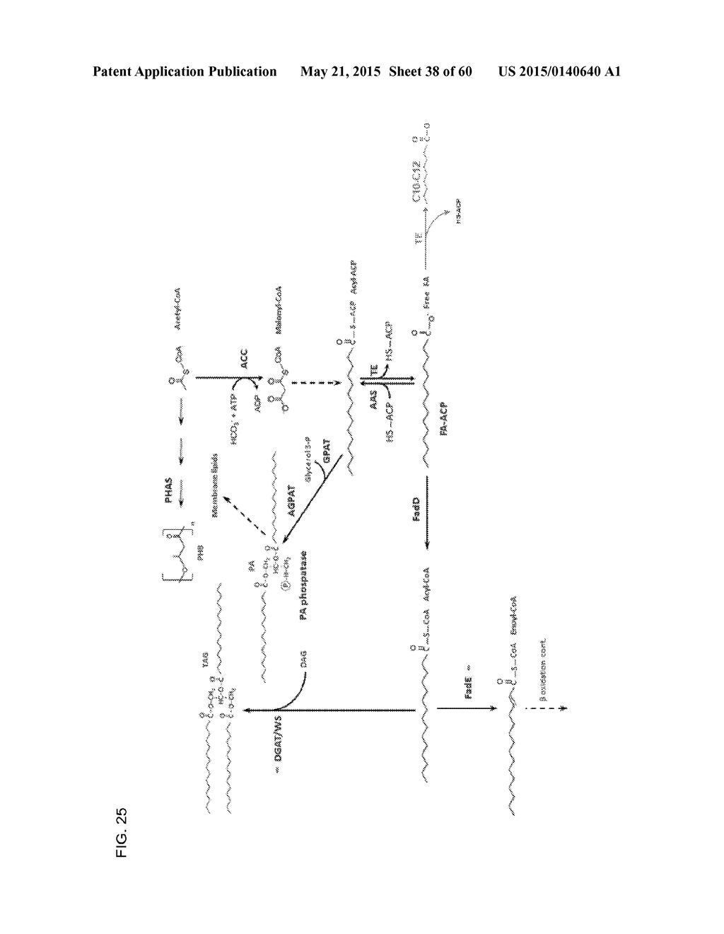 PROCESS FOR GROWING NATURAL OR ENGINEERED HIGH LIPID ACCUMULATING STRAIN     ON CRUDE GLYCEROL AND/OR OTHER SOURCES OF WASTE CARBON FOR THE PRODUCTION     OF OILS, FUELS, OLEOCHEMICALS, AND OTHER VALUABLE ORGANIC COMPOUNDS - diagram, schematic, and image 39