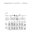 Large Gene Excision and Insertion diagram and image