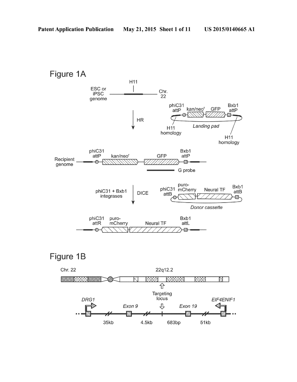 Site-Specific Integration of Transgenes into Human Cells - diagram, schematic, and image 02