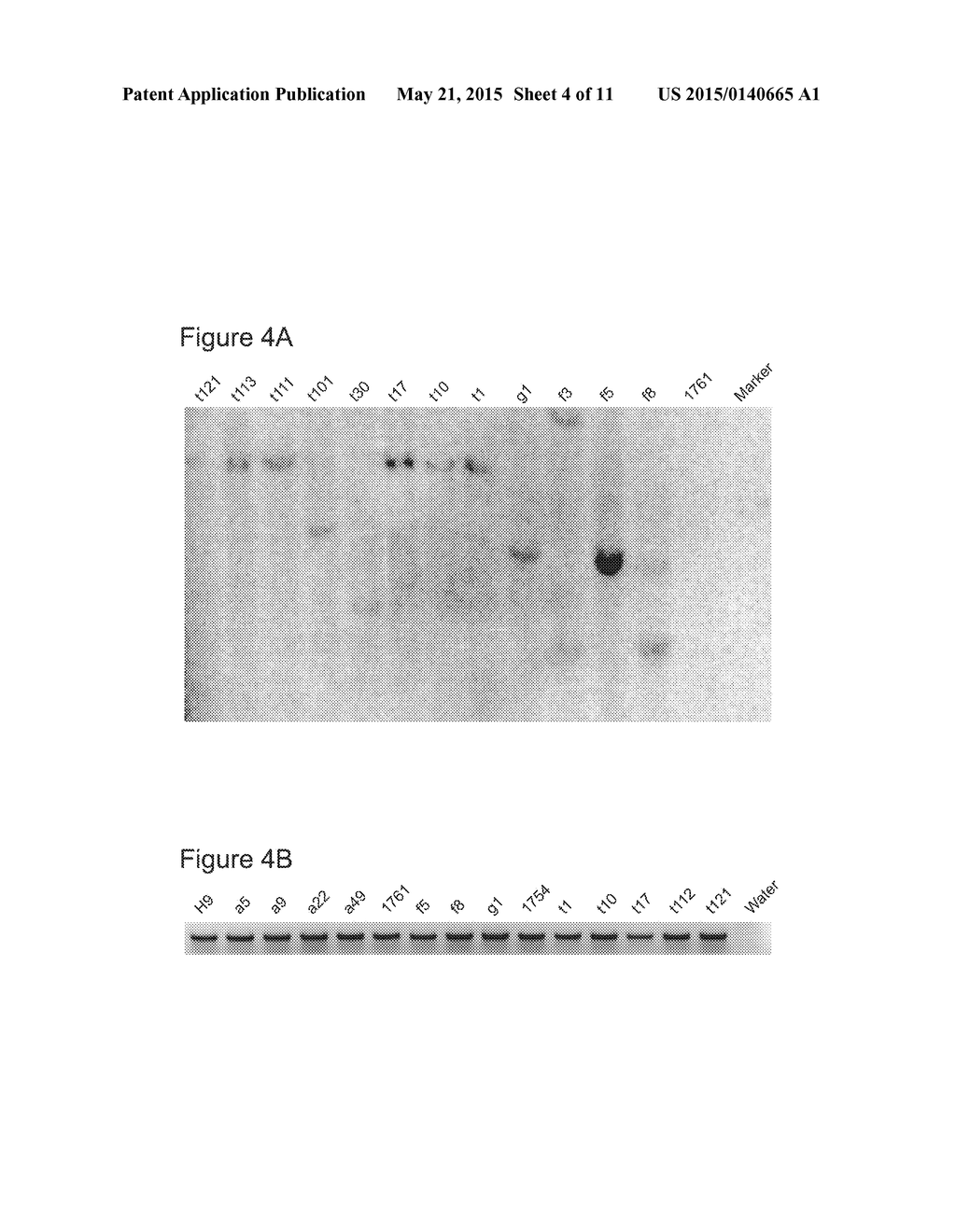 Site-Specific Integration of Transgenes into Human Cells - diagram, schematic, and image 05