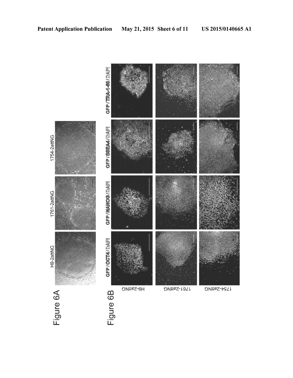 Site-Specific Integration of Transgenes into Human Cells - diagram, schematic, and image 07