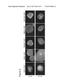 Site-Specific Integration of Transgenes into Human Cells diagram and image