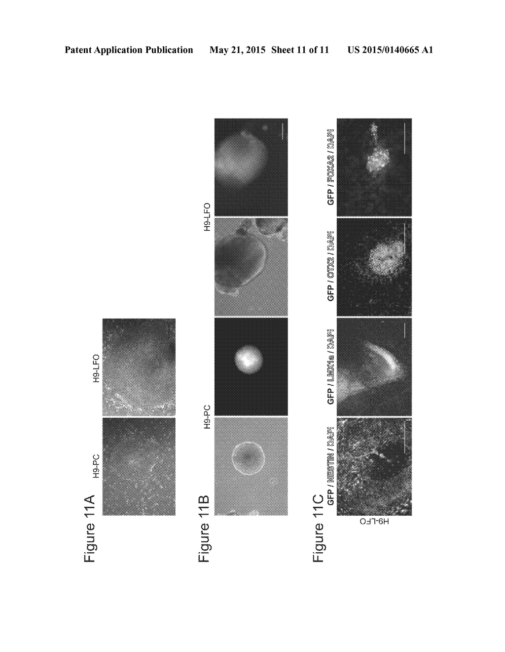 Site-Specific Integration of Transgenes into Human Cells - diagram, schematic, and image 12