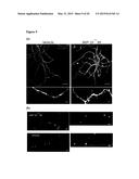 NOVEL COMPOUNDS AND METHODS FOR INHIBITING CELL DEATH diagram and image