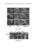 METHOD FOR MODULATING CANONICAL WNT PATHWAY USING FOLATE AND INOSITOL diagram and image