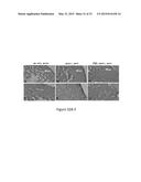 METHOD FOR MODULATING CANONICAL WNT PATHWAY USING FOLATE AND INOSITOL diagram and image