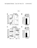 METHODS FOR DELAYING OR PREVENTING THE ONSET OF TYPE 1 DIABETES diagram and image